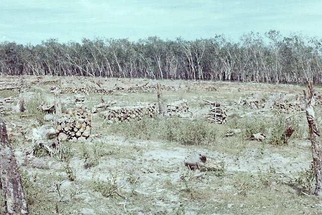 cut logs